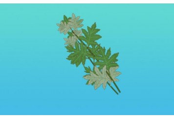 艾草泡脚对身体有什么好处和作用