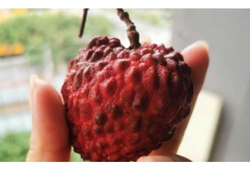 荔枝的含糖量高吗